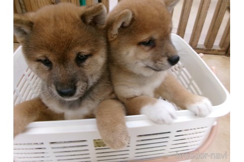 成約済の佐賀県の豆柴-305849の2枚目