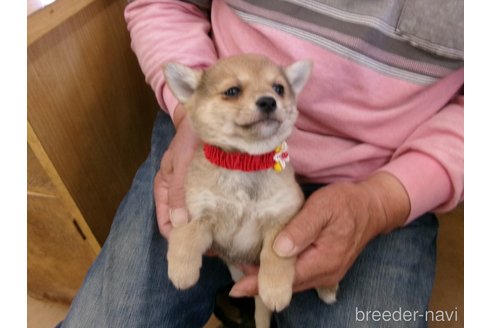 成約済の佐賀県のミックス犬-312577の6枚目