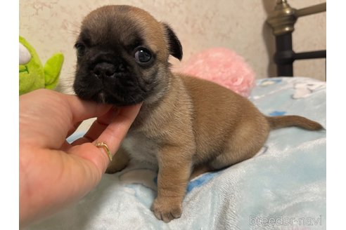 成約済の新潟県のミックス犬-312579の3枚目