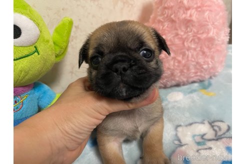 成約済の新潟県のミックス犬-312579の2枚目