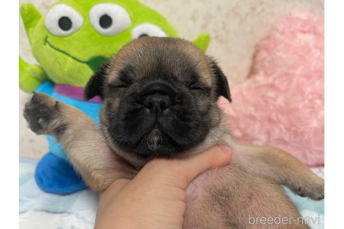 成約済の新潟県のミックス犬-312579の5枚目