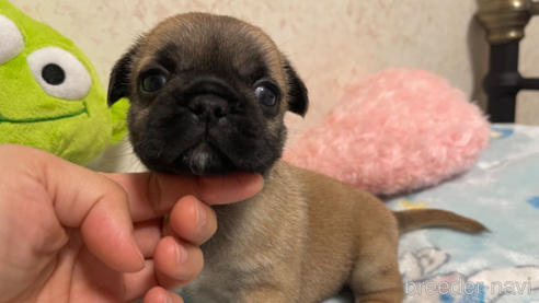 成約済の新潟県のミックス犬-312579の1枚目
