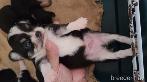 成約済の愛知県のチワワ(ロングコート)-312585の11枚目
