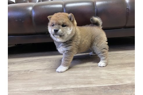 成約済の滋賀県の豆柴-306720の12枚目
