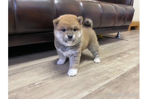 成約済の滋賀県の豆柴-306720の14枚目