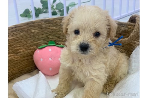 成約済の滋賀県のミックス犬-310111の2枚目