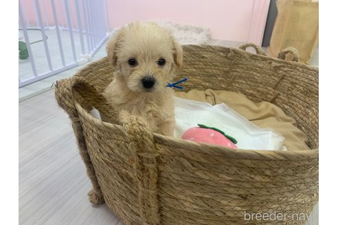 成約済の滋賀県のミックス犬-310111の3枚目