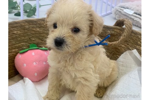 成約済の滋賀県のミックス犬-310111の1枚目