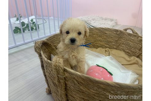 成約済の滋賀県のミックス犬-310111の4枚目