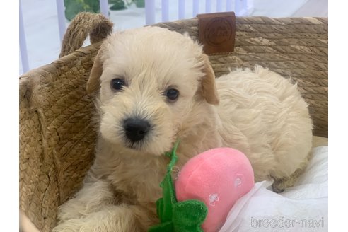 成約済の滋賀県のミックス犬-310110の1枚目