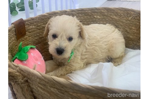 成約済の滋賀県のミックス犬-310110の3枚目