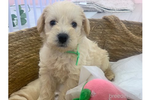 成約済の滋賀県のミックス犬-310110の5枚目