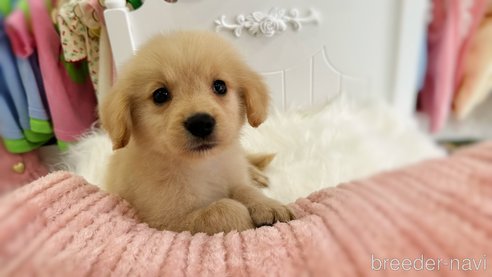 成約済の東京都のゴールデンレトリーバー-309331の3枚目
