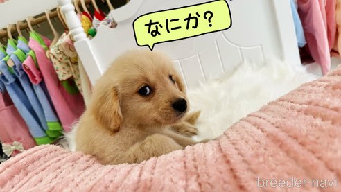 成約済の東京都のゴールデンレトリーバー-309331の2枚目