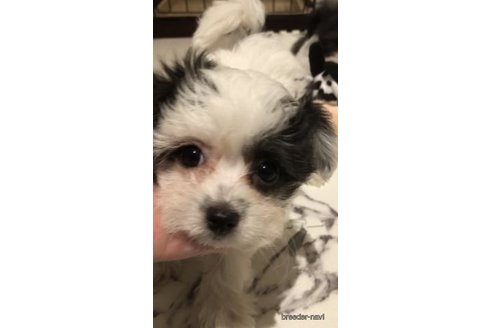 成約済の愛媛県のミックス犬-312610の2枚目