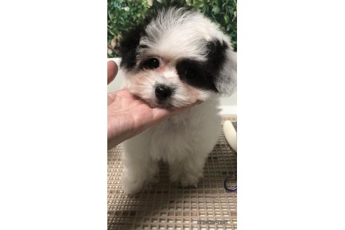 成約済の愛媛県のミックス犬-312610の3枚目
