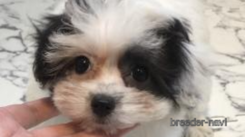 成約済の愛媛県のミックス犬-312610の1枚目