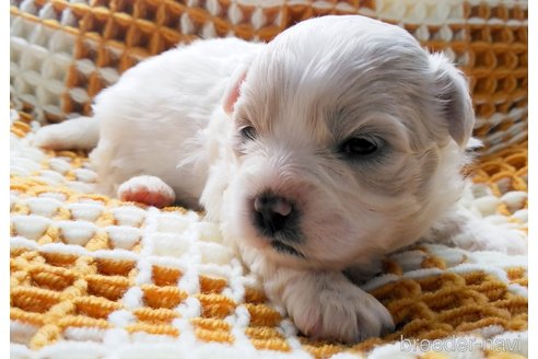 成約済の群馬県のミックス犬-313756の7枚目