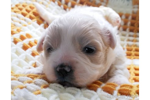 成約済の群馬県のミックス犬-313756の8枚目