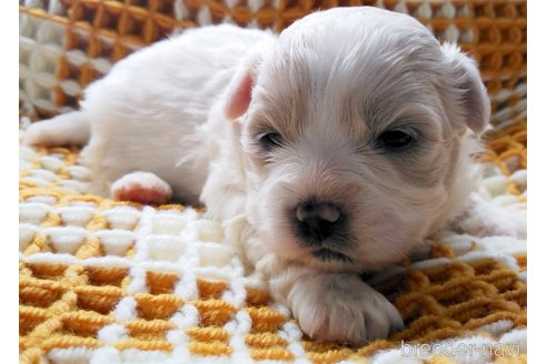 成約済の群馬県のミックス犬-313756の5枚目
