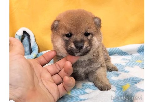 成約済の埼玉県の柴犬-312637の5枚目