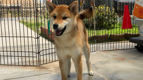 成約済の岡山県の柴犬-239392の1枚目
