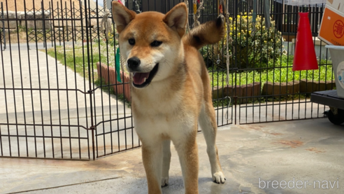 成約済の岡山県の柴犬-239392