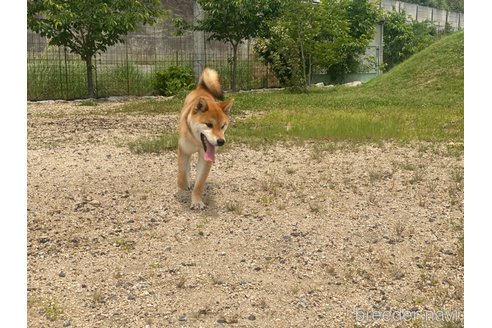 成約済の岡山県の柴犬-239392の4枚目