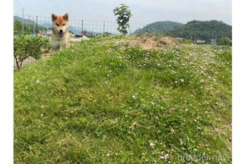 成約済の岡山県の柴犬-239392の3枚目