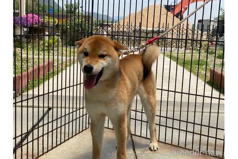 成約済の岡山県の柴犬-239392の2枚目