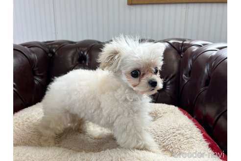 成約済の香川県のマルプー:マルチーズ×トイプードル-312640の3枚目