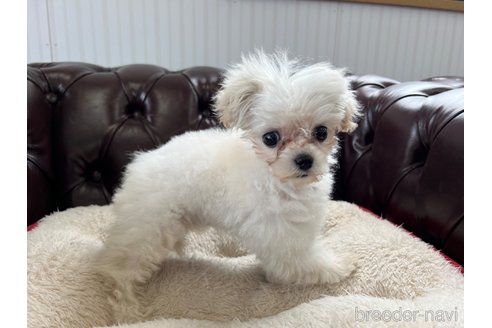 成約済の香川県のマルプー:マルチーズ×トイプードル-312640の5枚目