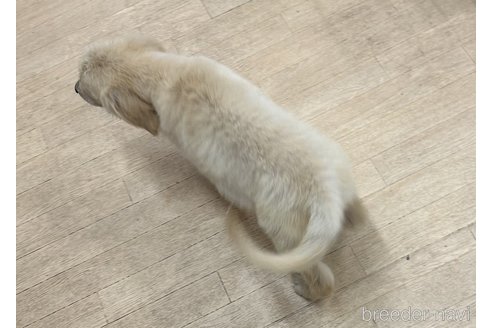成約済の千葉県のゴールデンレトリーバー-311390の4枚目