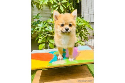 販売中の千葉県のミックス犬-286670