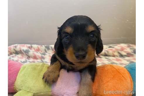 成約済の神奈川県のカニンヘンダックスフンド(ロングヘアード)-310138の1枚目