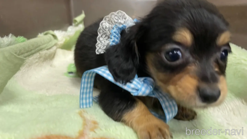 成約済の愛媛県のチワックス:チワワ×ミニチュアダックスフンド-298751の2枚目