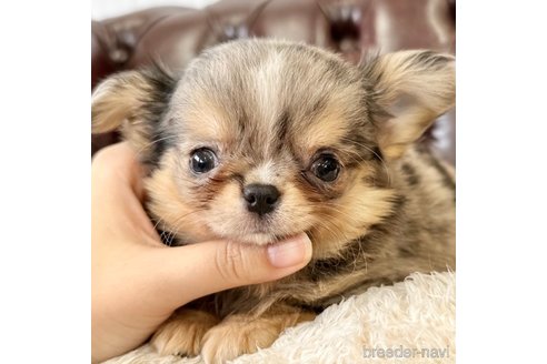 成約済の香川県のチワワ(ロングコート)-310808の2枚目