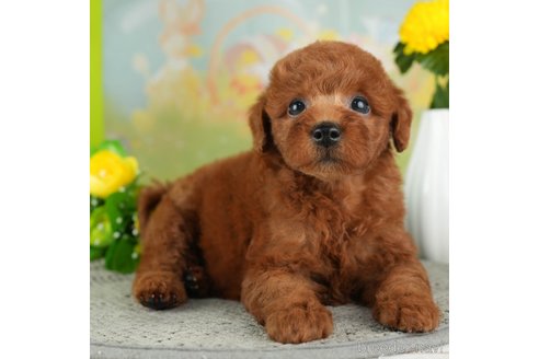 成約済の千葉県のトイプードル-312712の3枚目