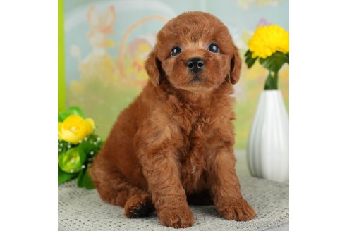 成約済の千葉県のトイプードル-312712の4枚目