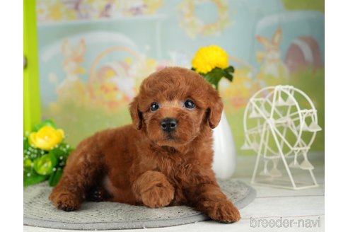 成約済の千葉県のトイプードル-312712の5枚目