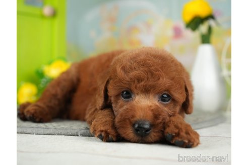 成約済の千葉県のトイプードル-312712