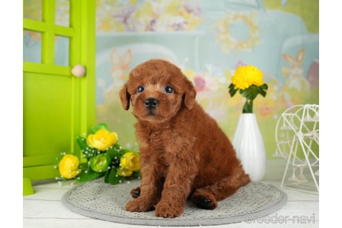 成約済の千葉県のトイプードル-312712の2枚目