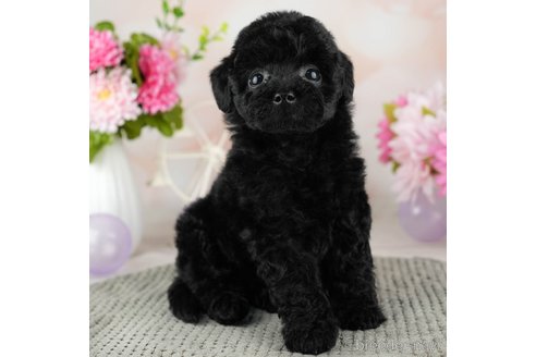 成約済の千葉県のトイプードル-312713の2枚目