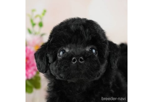 成約済の千葉県のトイプードル-312713