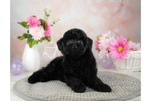 成約済の千葉県のトイプードル-312713の3枚目