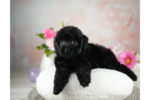 成約済の千葉県のトイプードル-312713の4枚目