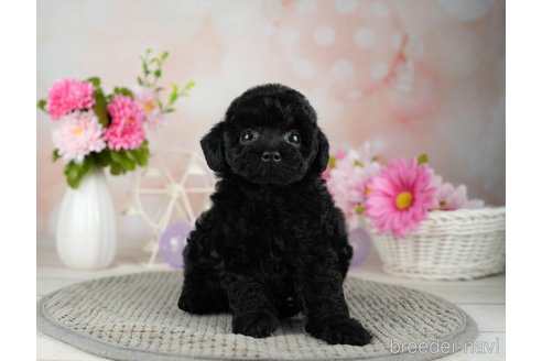 成約済の千葉県のトイプードル-312713の5枚目