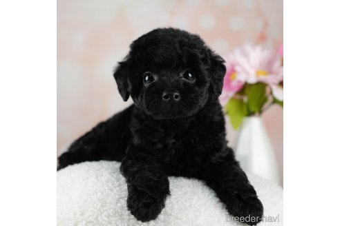 成約済の千葉県のトイプードル-312715