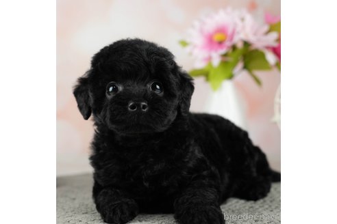 成約済の千葉県のトイプードル-312715の4枚目