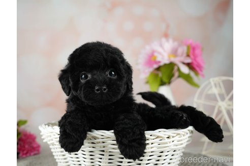 成約済の千葉県のトイプードル-312715の5枚目